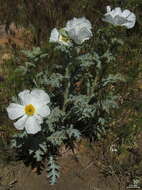 Image of flatbud pricklypoppy