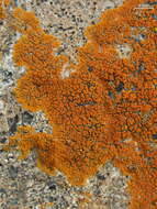 Image of orange lichen