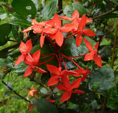 Image of ixora