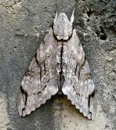 Image of Gray hawk moth