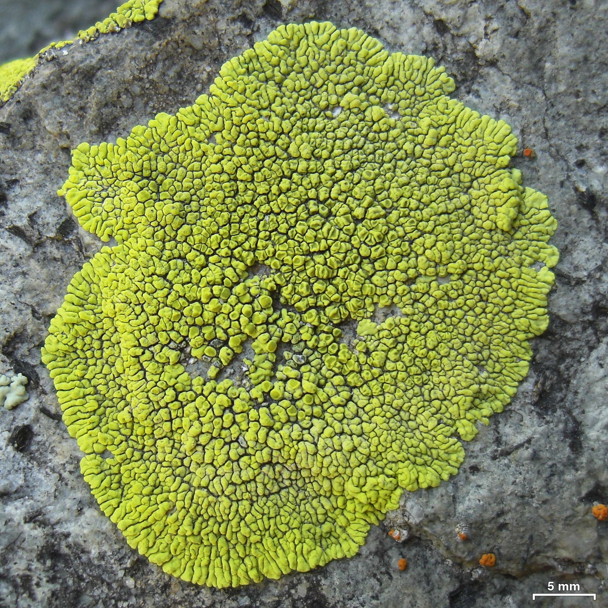 Image of Gold cobblestone lichen