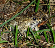 Image of asian black spotted toad