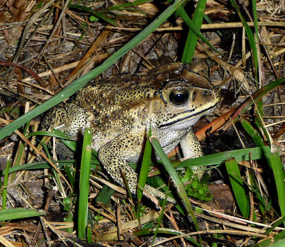 Image of Asian black-spined toad