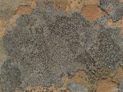 Image of Hoary cobblestone lichen;   Cracked lichen