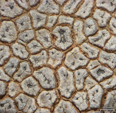 Image of Hoary cobblestone lichen;   Cracked lichen