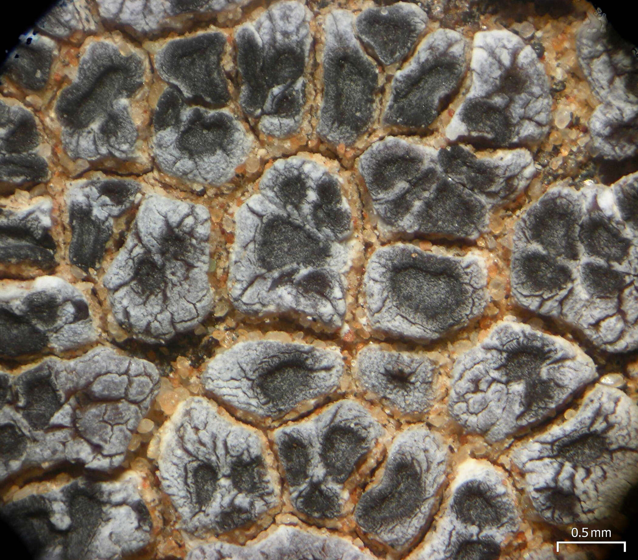 Image of Hoary cobblestone lichen;   Cracked lichen