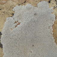 Image of Hoary cobblestone lichen;   Cracked lichen