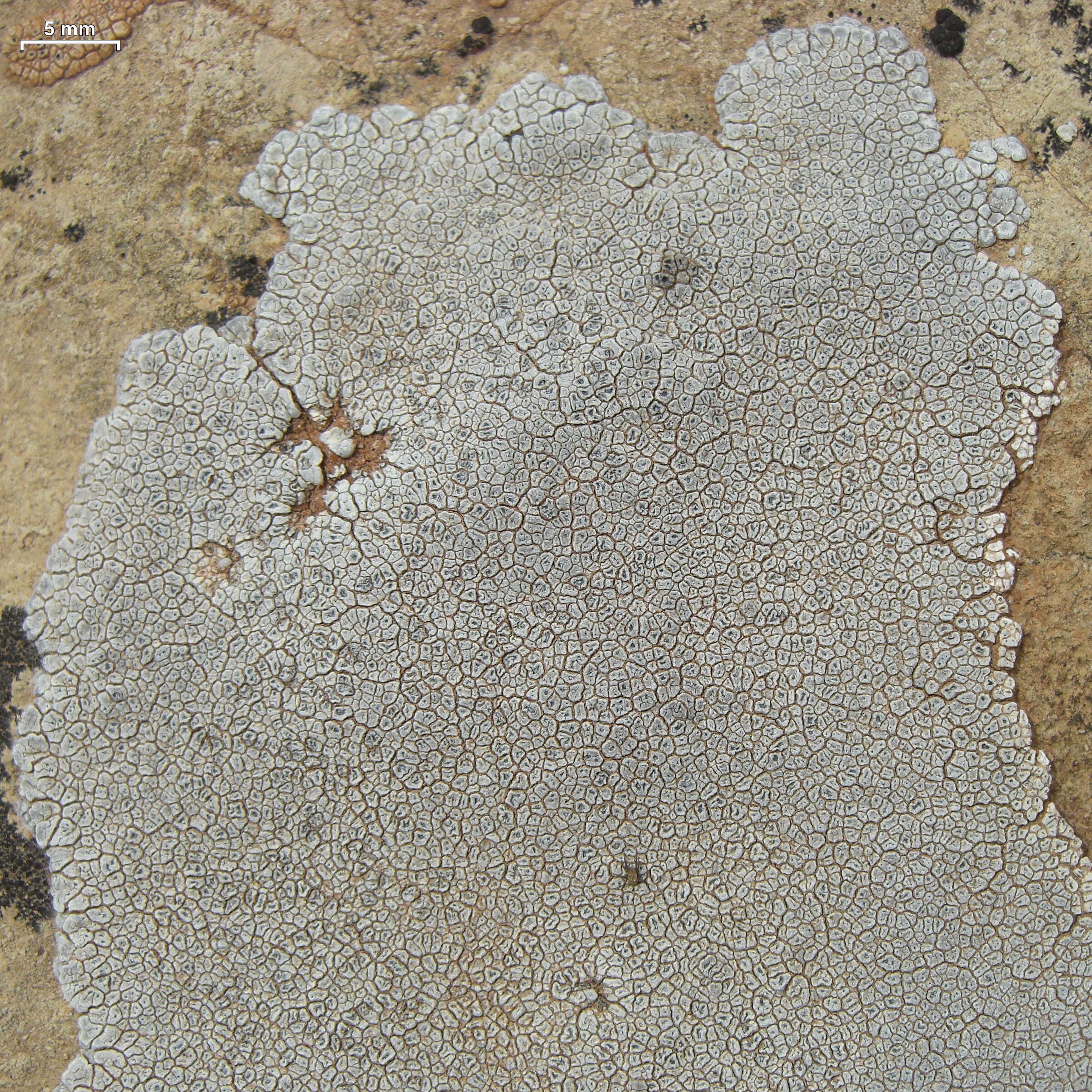 Image of Hoary cobblestone lichen;   Cracked lichen