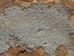 Image of Hoary cobblestone lichen;   Cracked lichen