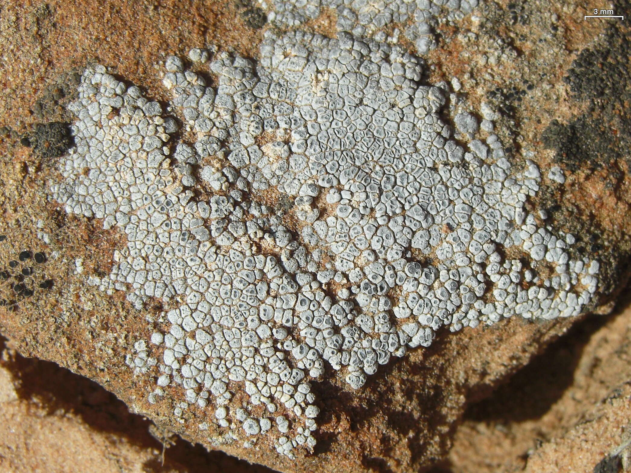 Image of Hoary cobblestone lichen;   Cracked lichen