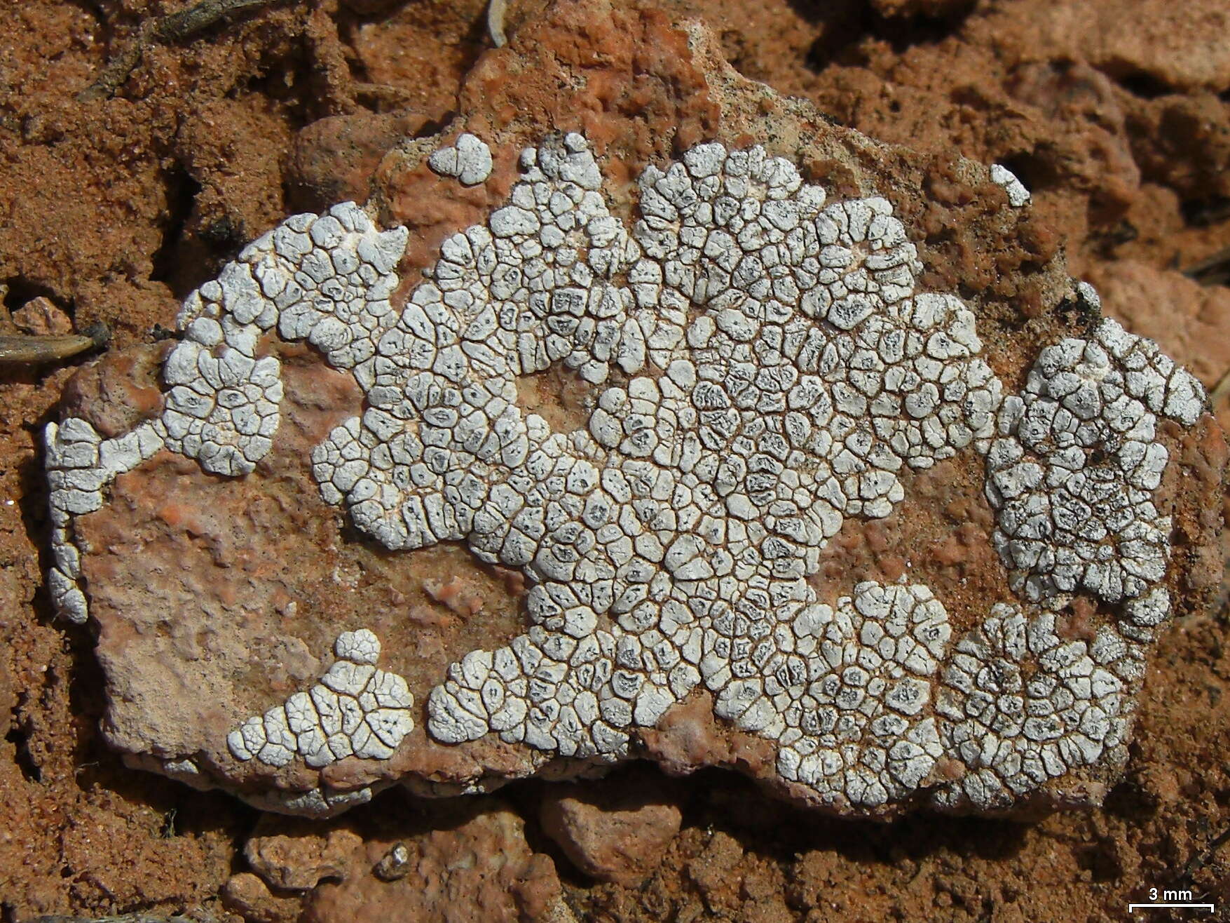 Image of Hoary cobblestone lichen;   Cracked lichen