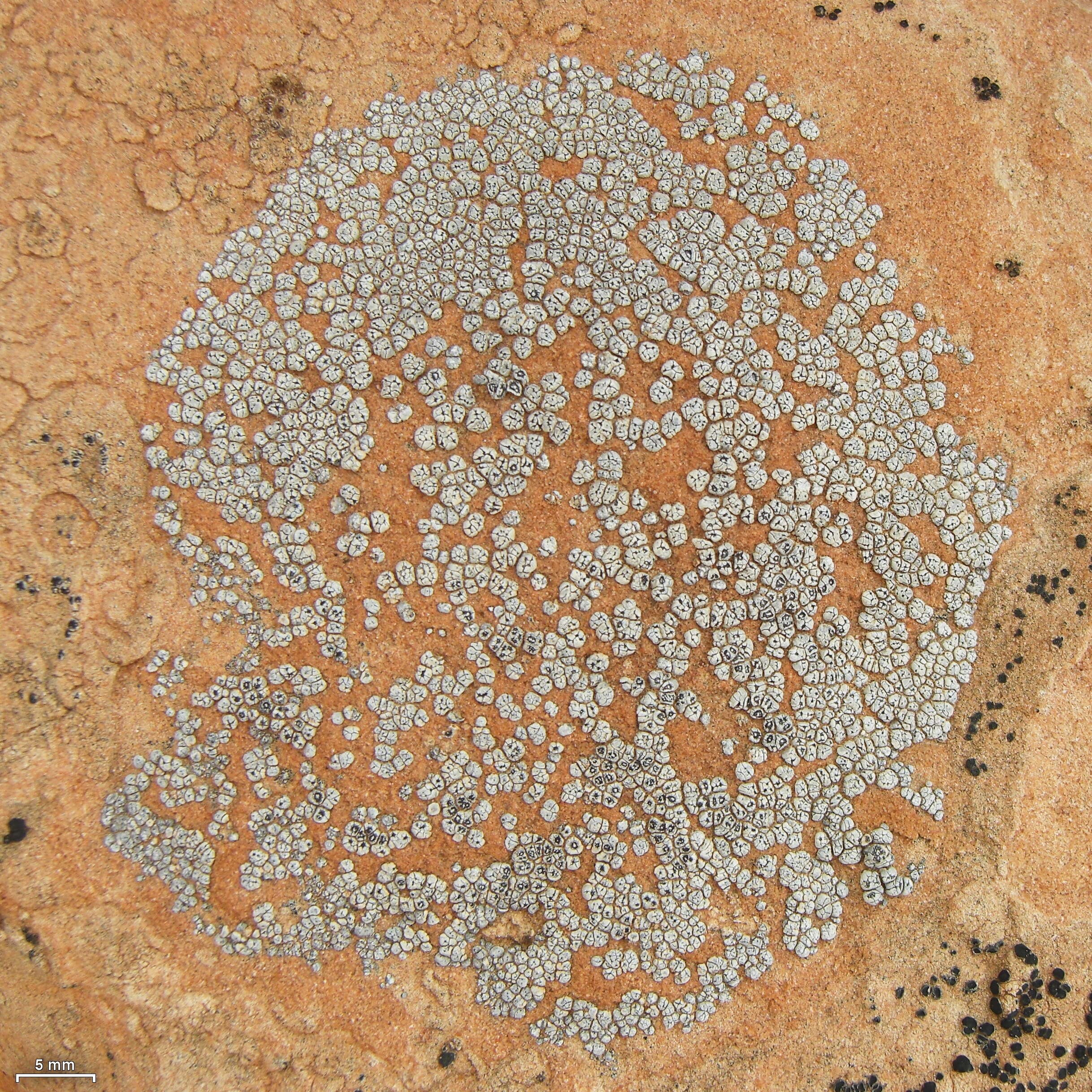 Image of Hoary cobblestone lichen;   Cracked lichen