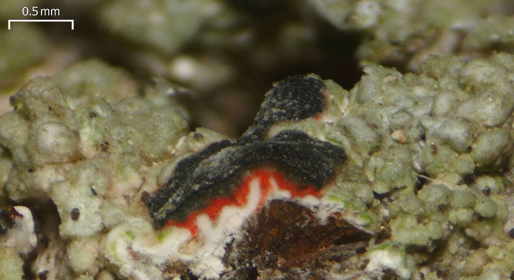 Image of blood lichen