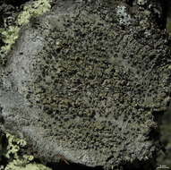 Image of blood lichen