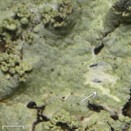 Image of hypotrachyna lichen