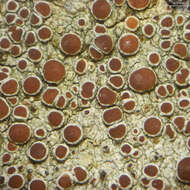 Image de Lecanora hybocarpa (Tuck.) Brodo