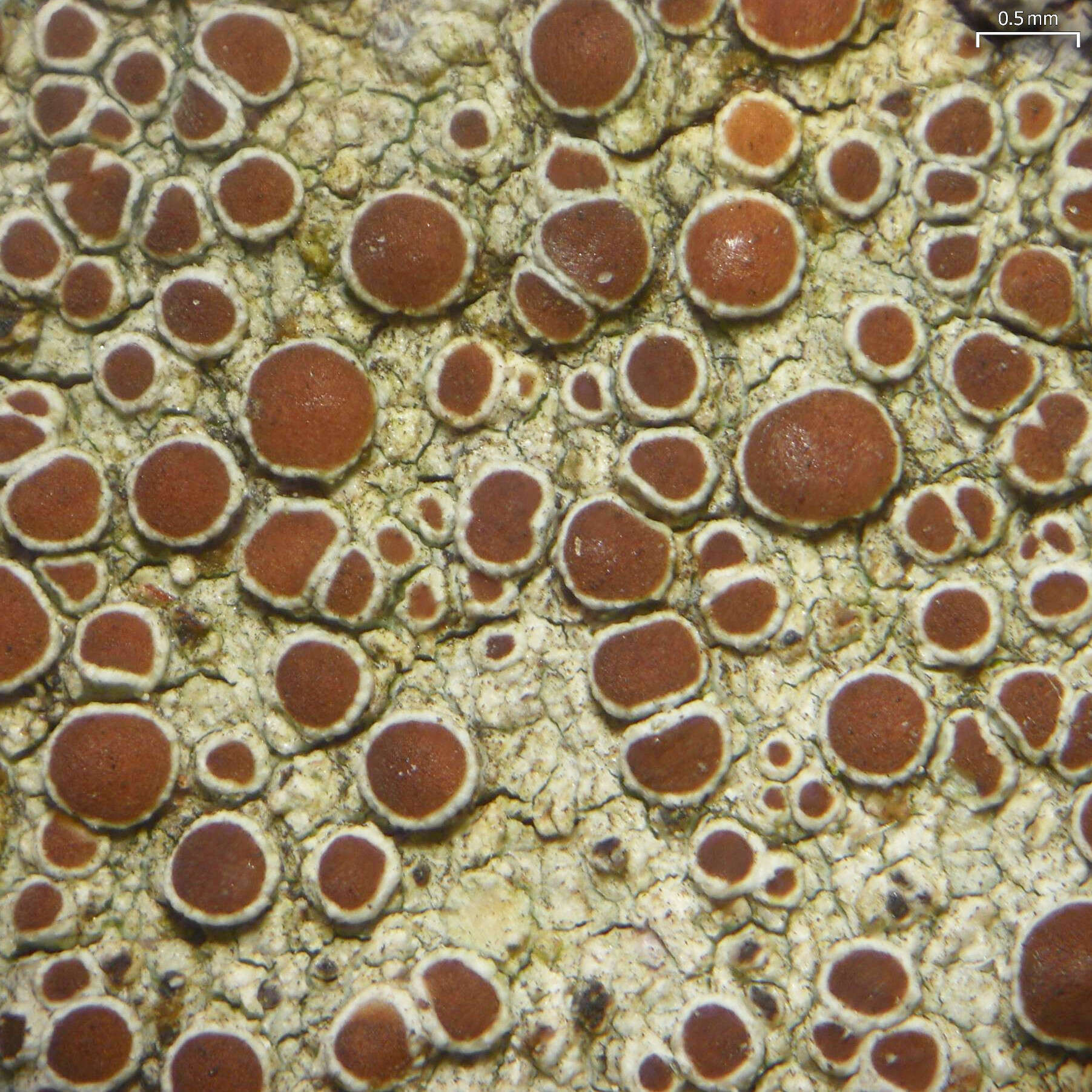 Image de Lecanora hybocarpa (Tuck.) Brodo