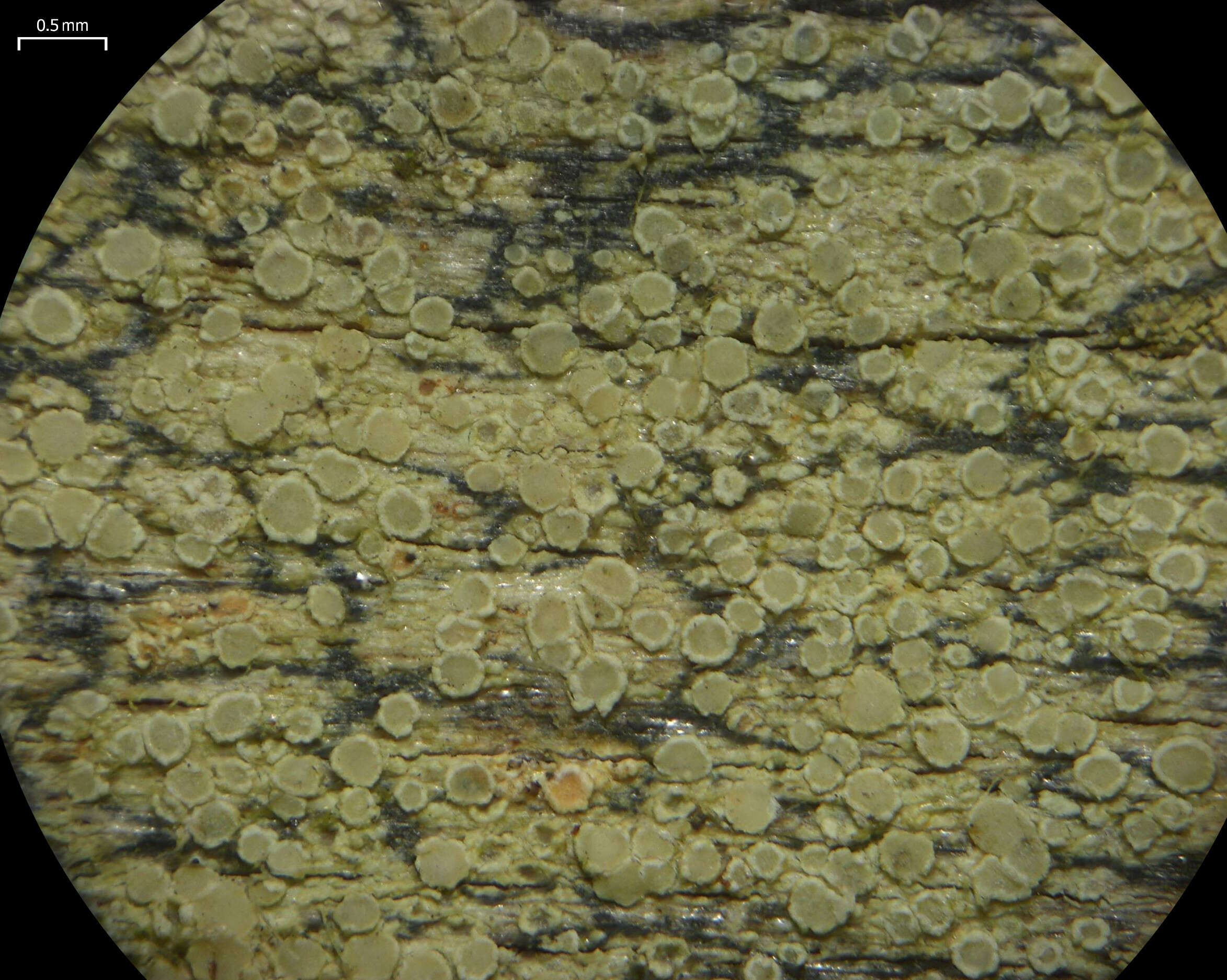 Image of Mealy rim-lichen;   Rim lichen
