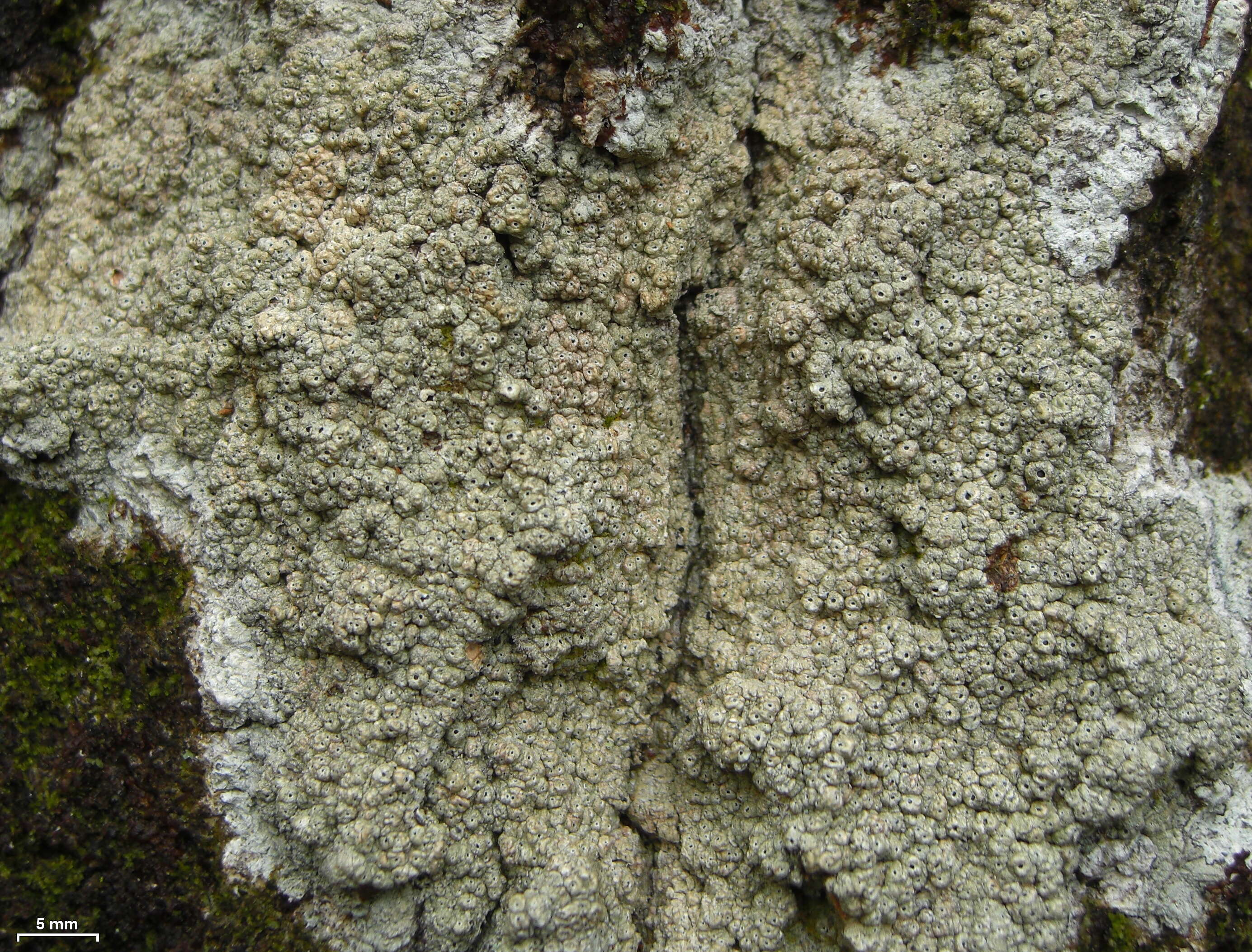 Image of ocellularia lichen