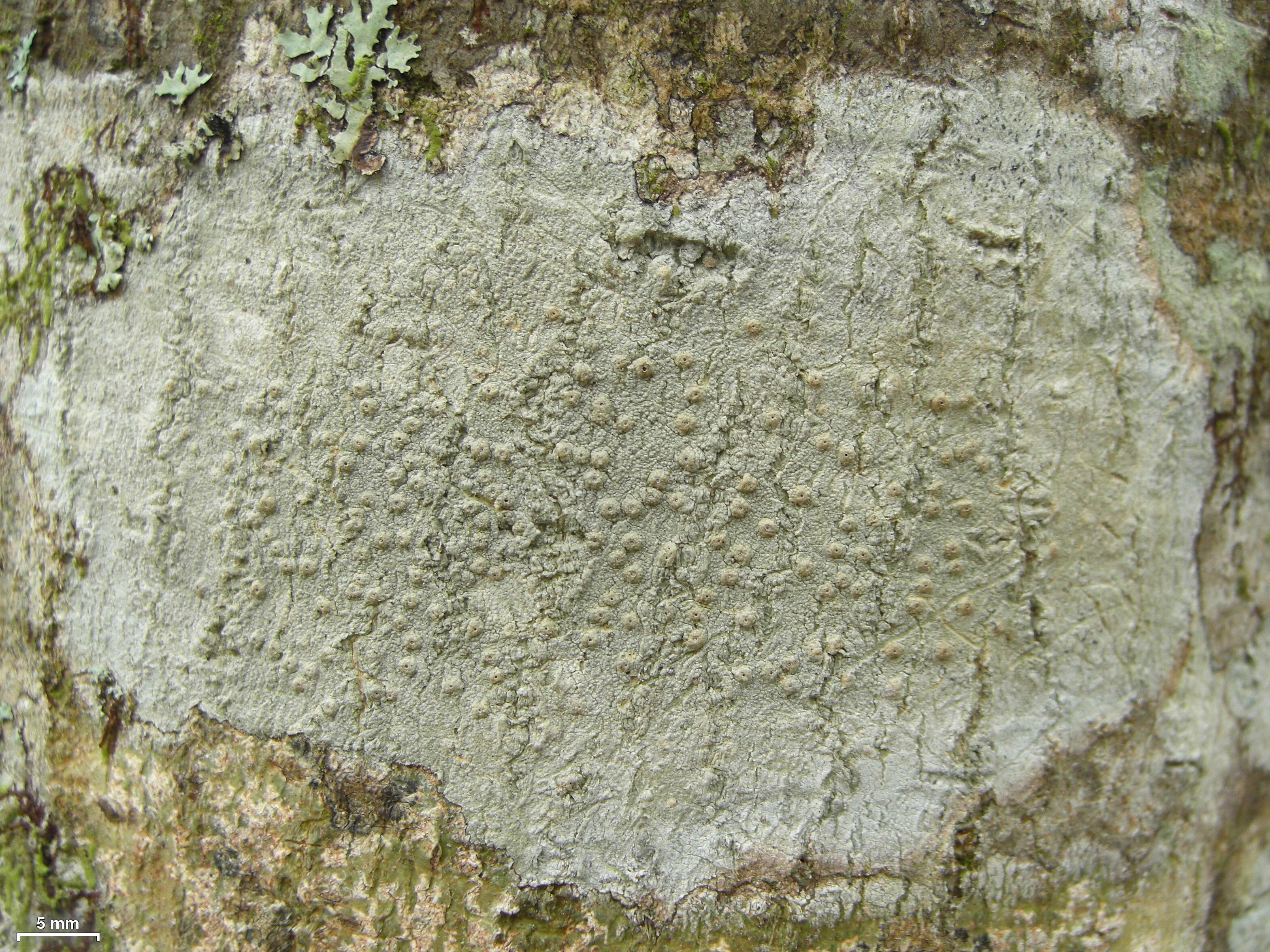 Image of ocellularia lichen
