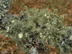 Usnea strigosa (Ach.) Eaton的圖片