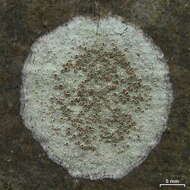 Image de Lecanora hybocarpa (Tuck.) Brodo