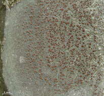 Image of Beaded rim-lichen;   Rim lichen