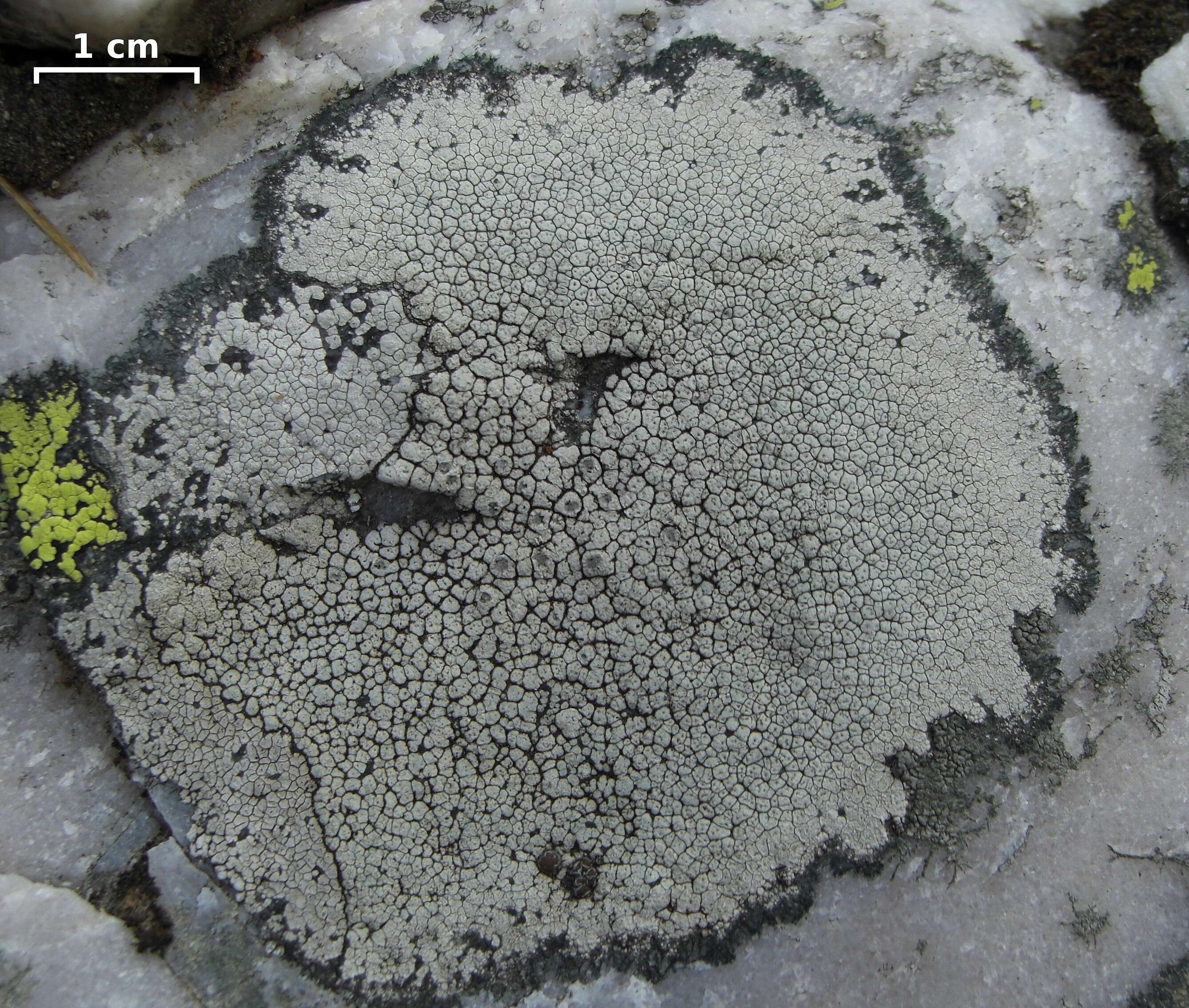 Image of alpine bellemerea lichen