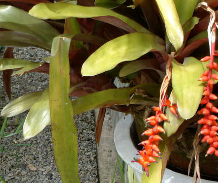 Image of Aechmea warasii E. Pereira