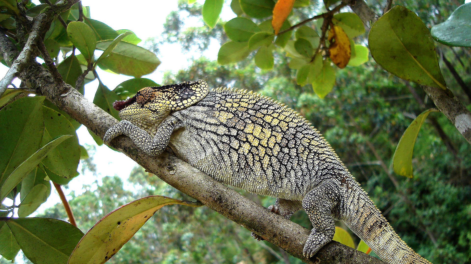 Image of Short-horned Chameleon