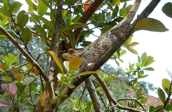 Image of Short-horned Chameleon