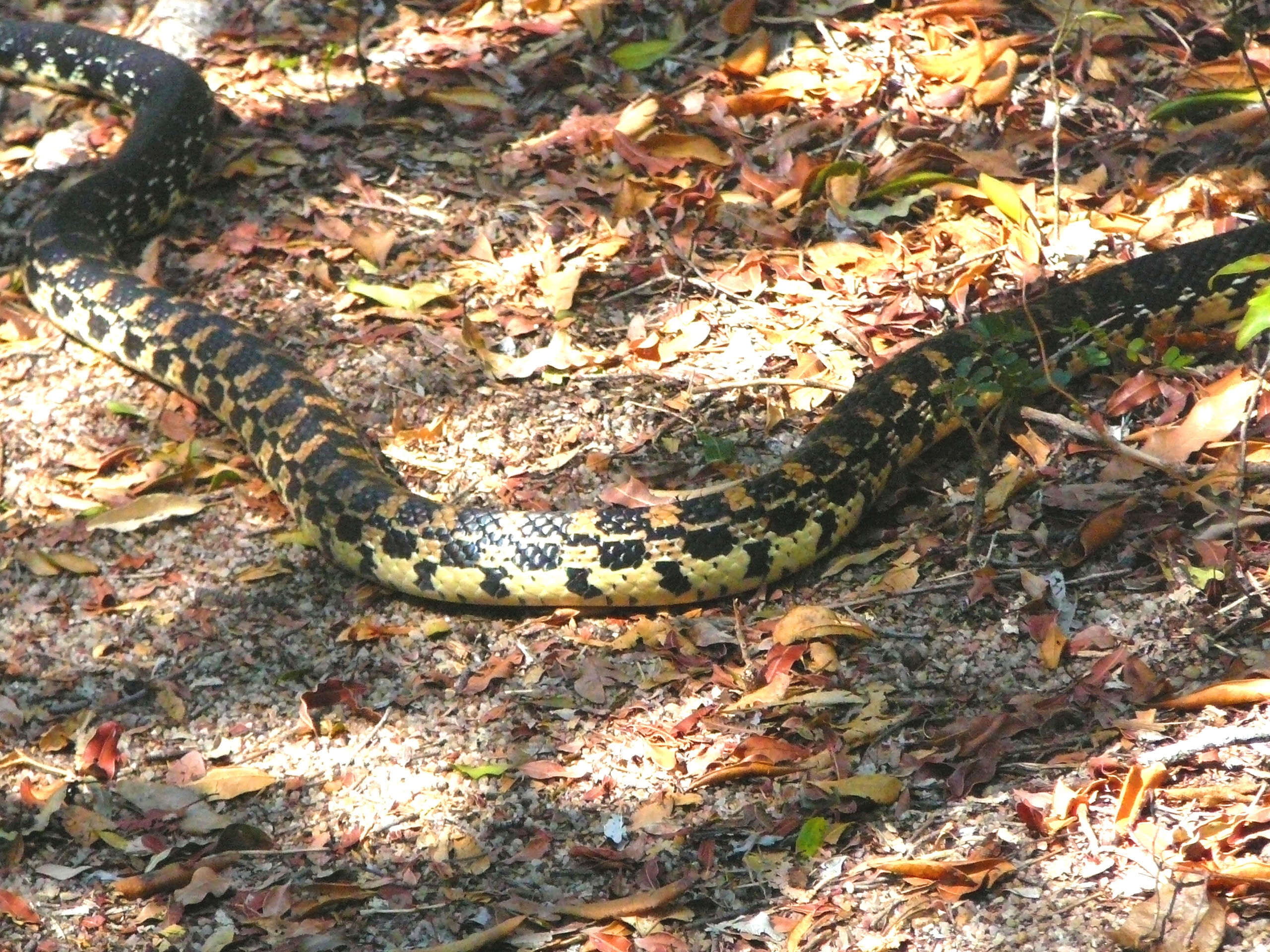 Image of Leioheterodon geayi Mocquard 1905