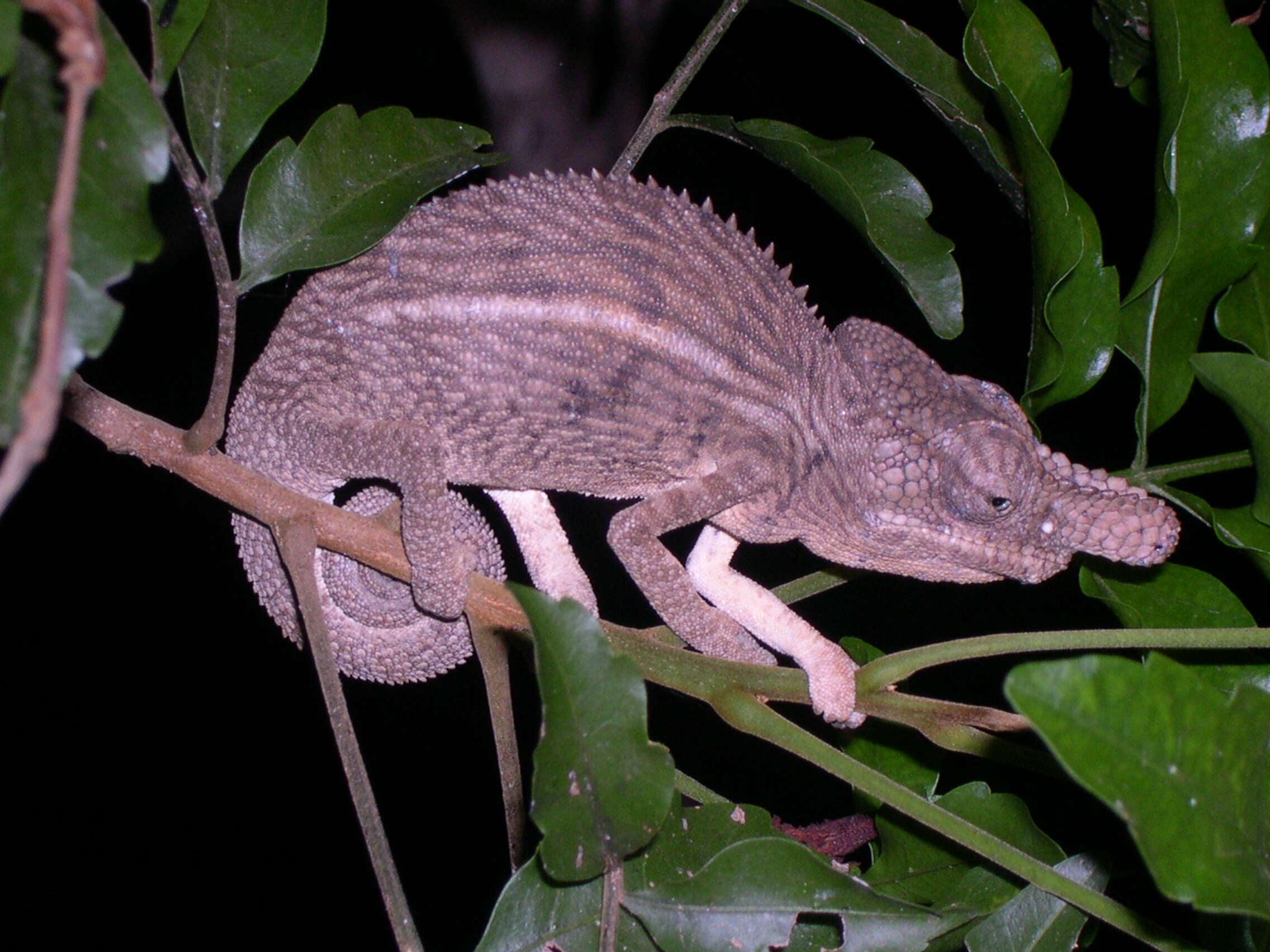 صورة Furcifer rhinoceratus (Gray 1845)