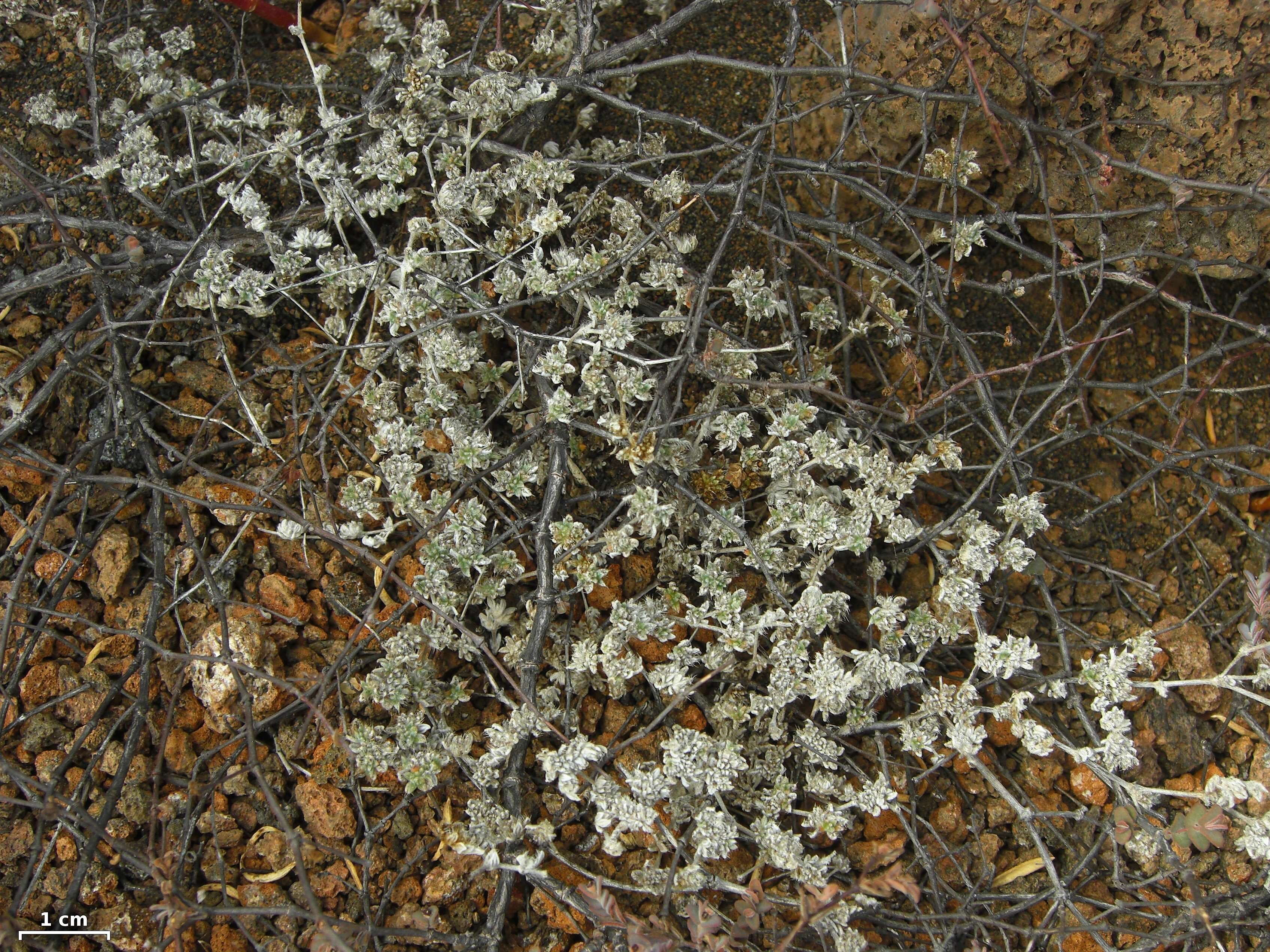 Image of Gray matplant