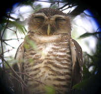 Image of White-browed Owl