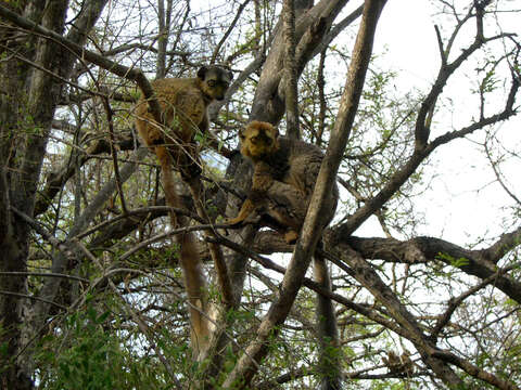 Image of Bennett's Brown Lemur