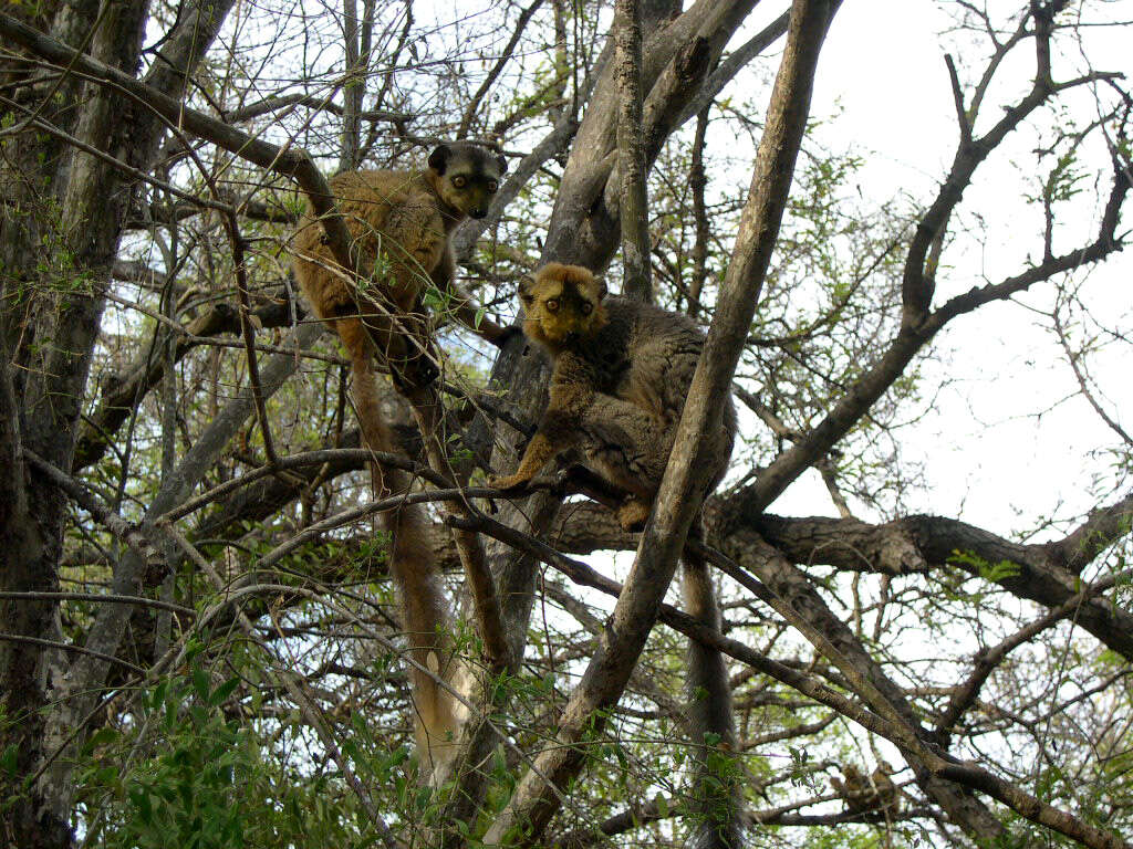 Image of Bennett's Brown Lemur