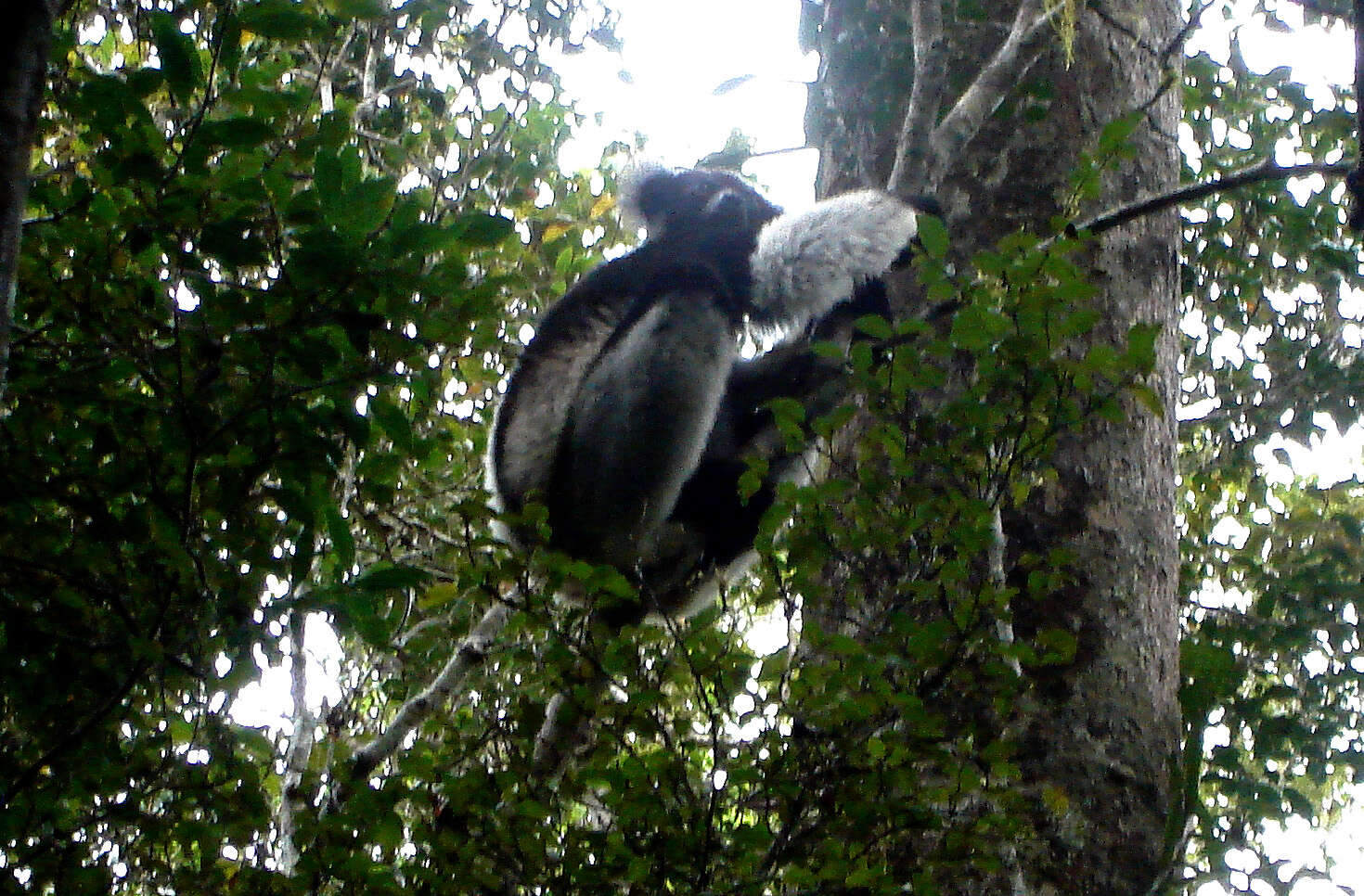 Image of indri