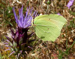 Image of Gonepteryx cleopatra (Linnaeus 1767)