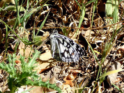 Image of Melanargia ines Hoffmannsegg 1804