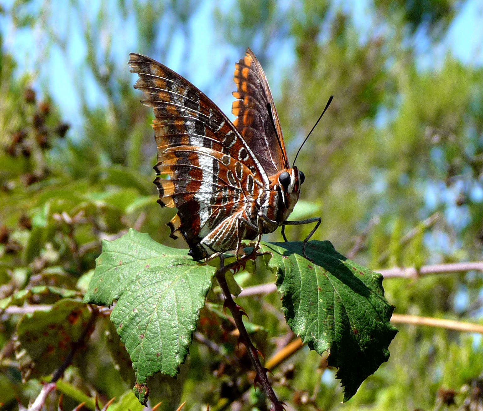 Image of Two-tailed Pasha