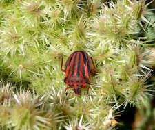 Image of <i>Graphosoma semipunctatum</i>