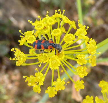 Image of Trichodes leucopsideus