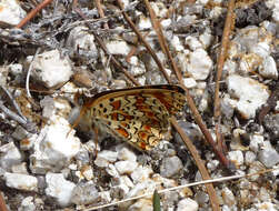 Image de Mélitée des centaurées