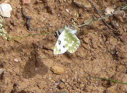 Image of Bath White