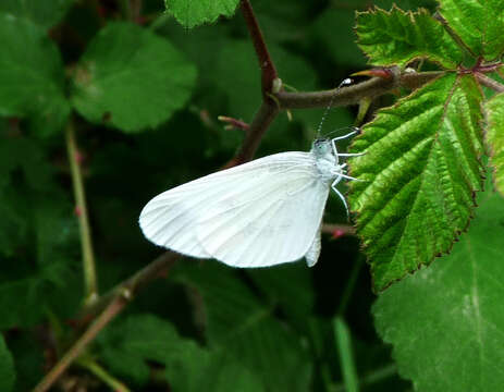 Image of Wood White