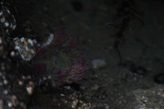 Image of aggregating anemone