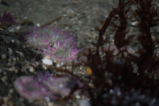 Image of aggregating anemone