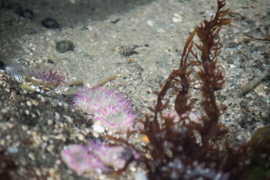 Image of aggregating anemone