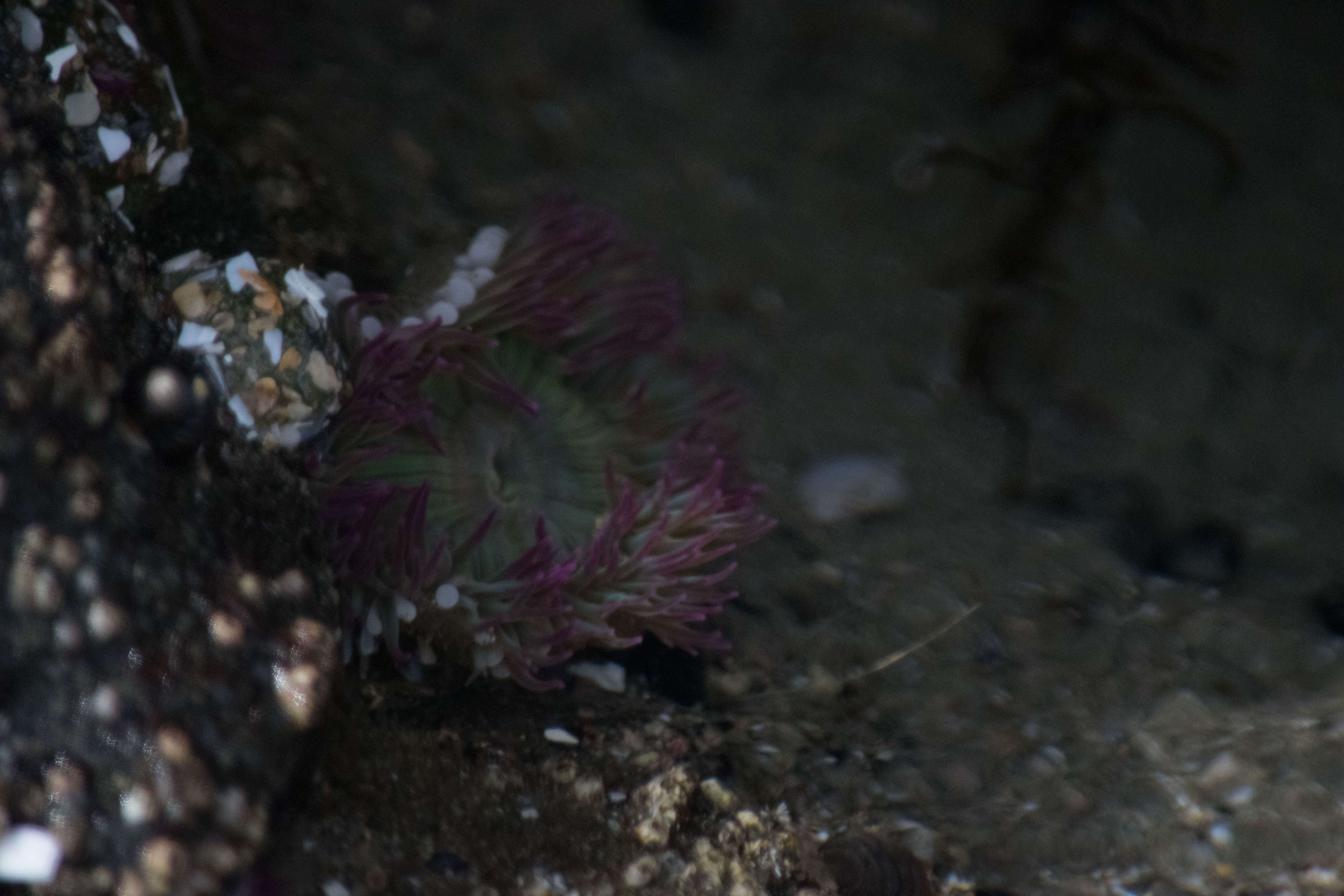 Image de Anthopleura elegantissima (Brandt 1835)